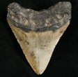 Megalodon Tooth - North Carolina #7467-2